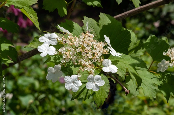 Obraz Viburnum inflorescence 