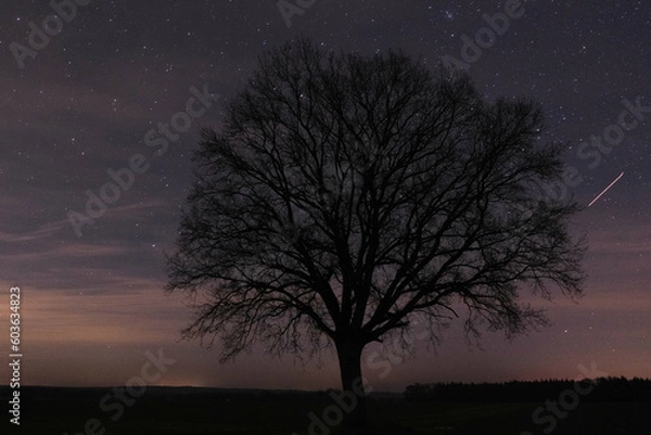 Obraz Freistehende Eiche vor Sternenhimmel
