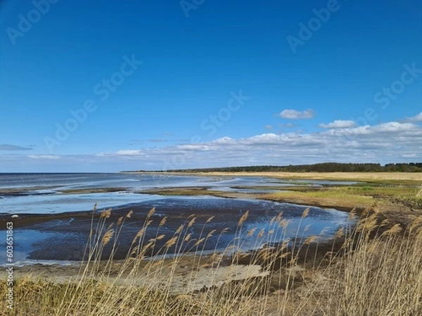Obraz reeds on the beach