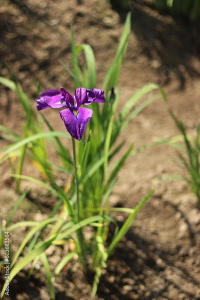 Obraz 花しょうぶ