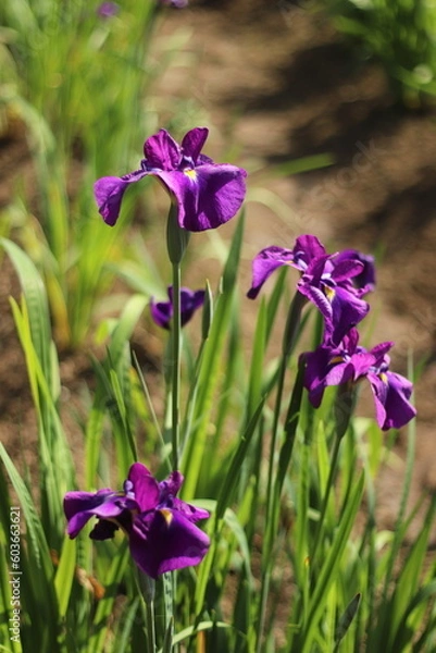 Obraz 花しょうぶ