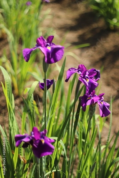 Obraz 花しょうぶ