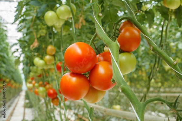 Obraz tomatoes