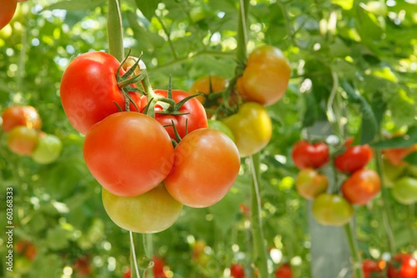 Obraz tomatoes