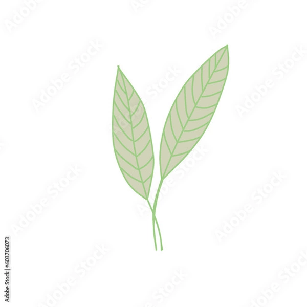 Obraz green leaf isolated on white background
