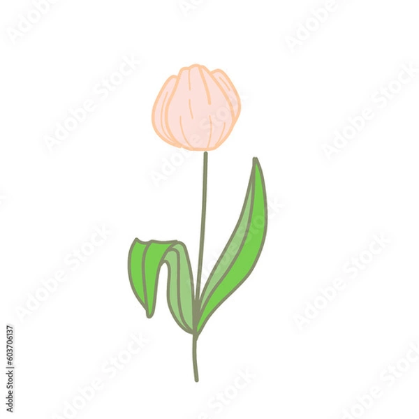 Obraz pink tulip flower