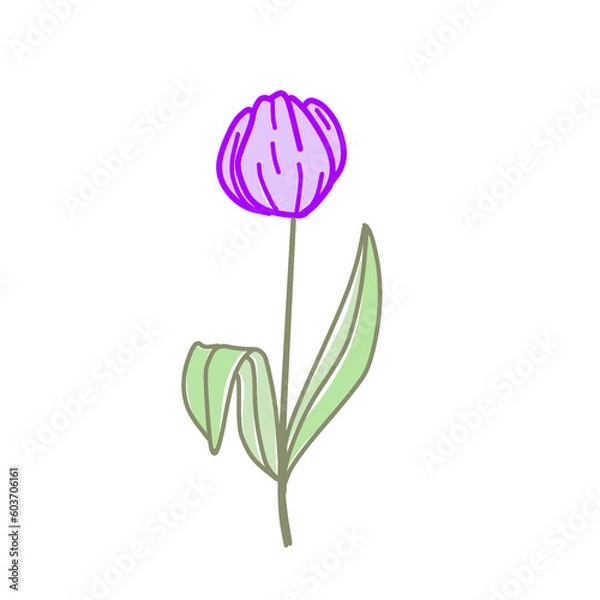 Obraz pink tulip flower