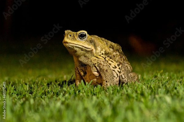Fototapeta Cane toad sitting on the grass at night