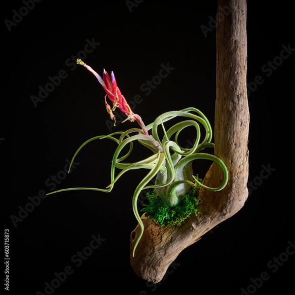 Obraz 黒バックに映える紫の花のエアプランツ・カプトメデューサエ