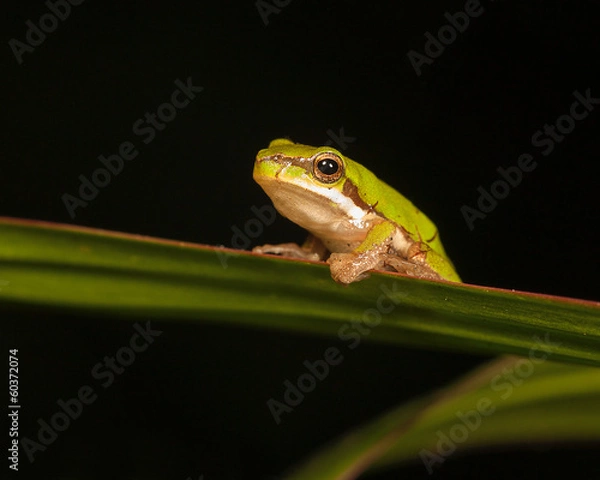 Fototapeta pygmy tree frog
