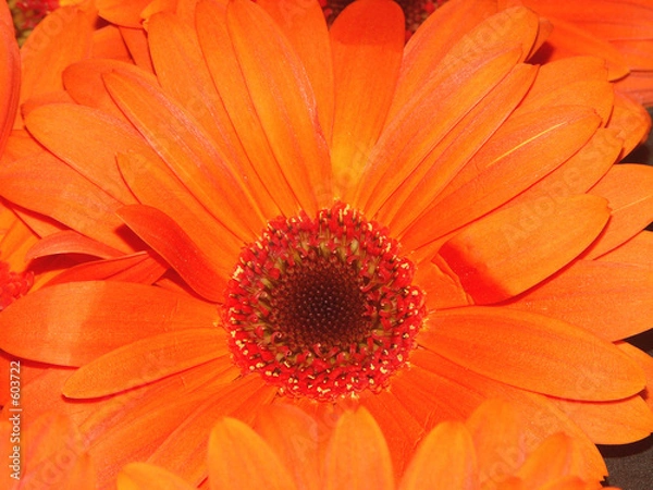Obraz gerbera orange