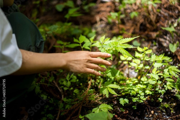 Fototapeta 若葉を触ろうとしている手