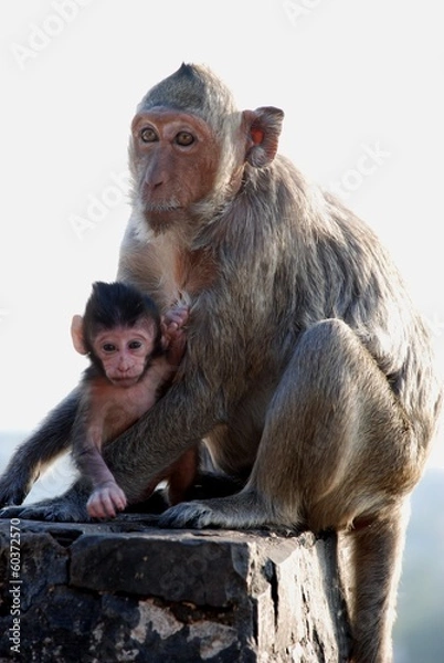 Obraz Macaques Thai monkey around the temple
