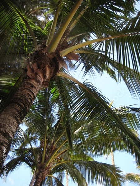 Obraz Pam Trees in Hawaii