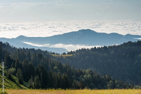 Obraz landscape with fog