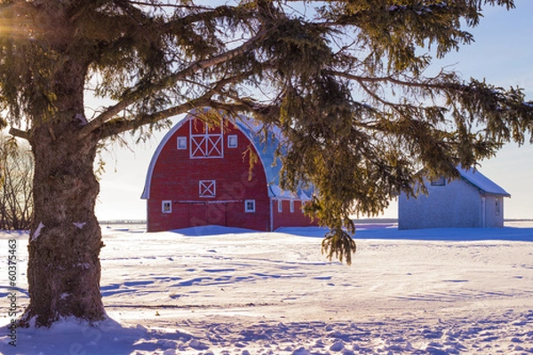 Fototapeta Arched red barn behind overhanging tree branches