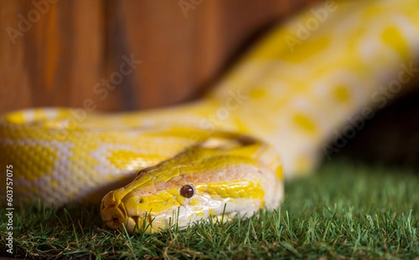 Fototapeta Detail of the head of yellow Python regius