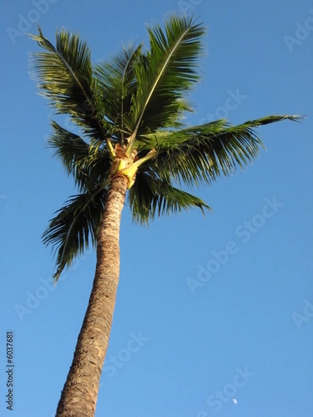 Obraz Palm Tree in Hawaii