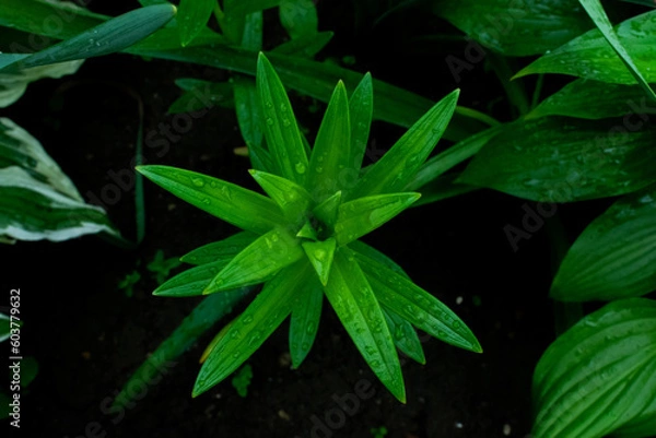 Obraz rain drops on a leaf