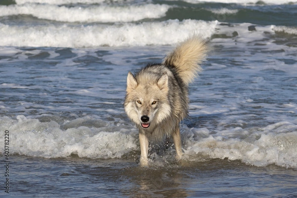 Obraz Grey wolf in the sea
