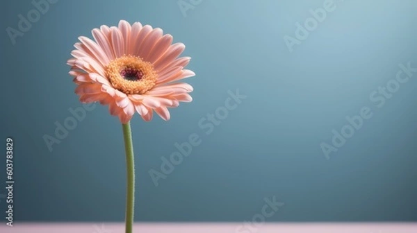Fototapeta pink gerbera flower