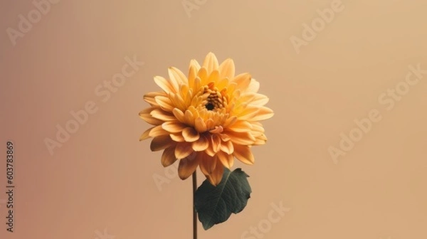Fototapeta yellow chrysanthemum flower