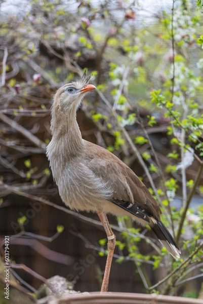 Fototapeta Seriema red-billed - Cariama cristata stands on a branch among the green leaves of a tree.