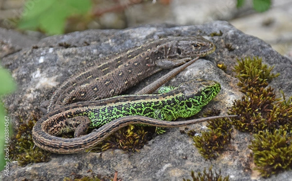 Fototapeta Zauneidechsen 