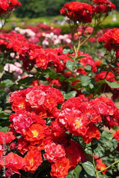 Fototapeta 公園のバラ