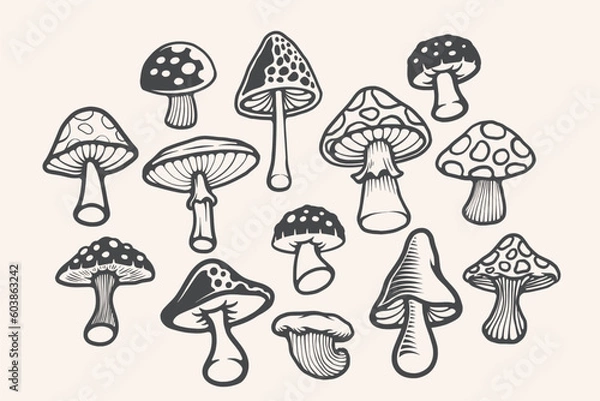 Obraz Hand drawn natural mushroom illustration design