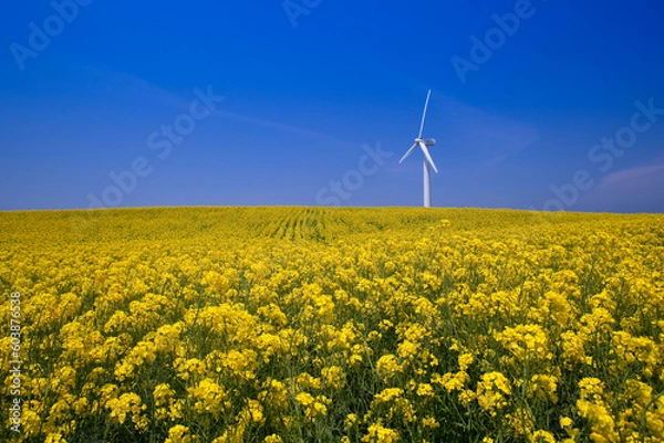 Fototapeta 菜の花の丘と風力発電