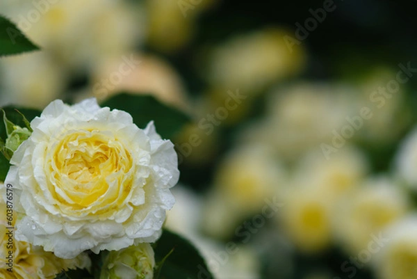 Fototapeta 水滴の付く黄色のバラ