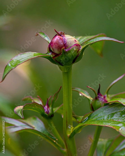 Fototapeta Macro image of a peony bud is about to bloom