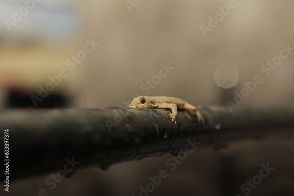 Fototapeta The common house gecko (Hemidactylus frenatus) is a gecko native to South and Southeast Asia. It is also known as the Asian house gecko, Pacific house gecko