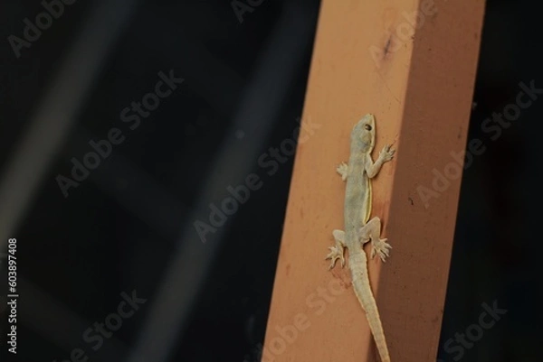 Fototapeta The common house gecko (Hemidactylus frenatus) is a gecko native to South and Southeast Asia. It is also known as the Asian house gecko, Pacific house gecko