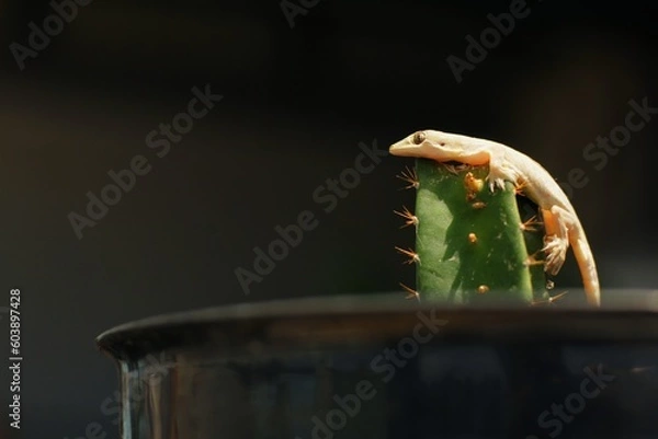 Obraz The common house gecko (Hemidactylus frenatus) is a gecko native to South and Southeast Asia. It is also known as the Asian house gecko, Pacific house gecko