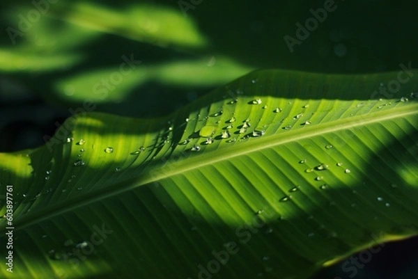 Obraz Water dew on banana leaves