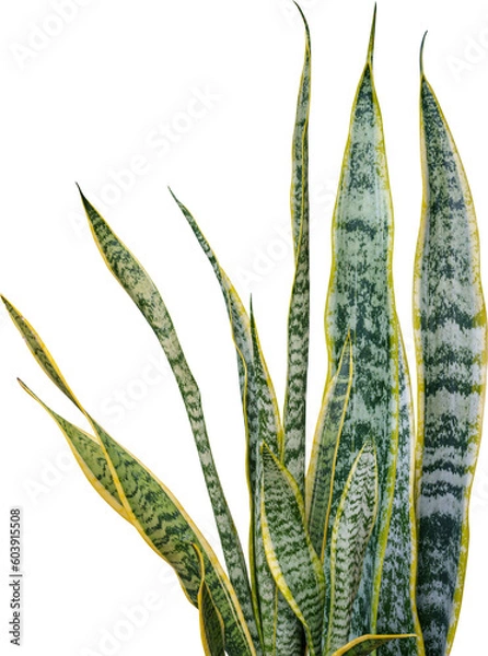 Obraz Snake plant (Sansevieria trifasciata)