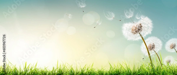 Obraz Dandelion weed seeds blowing across a spring, summer garden lawn with a bright sunny background