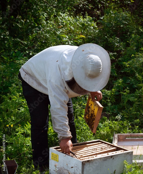 Obraz beekeeper working in the apiary