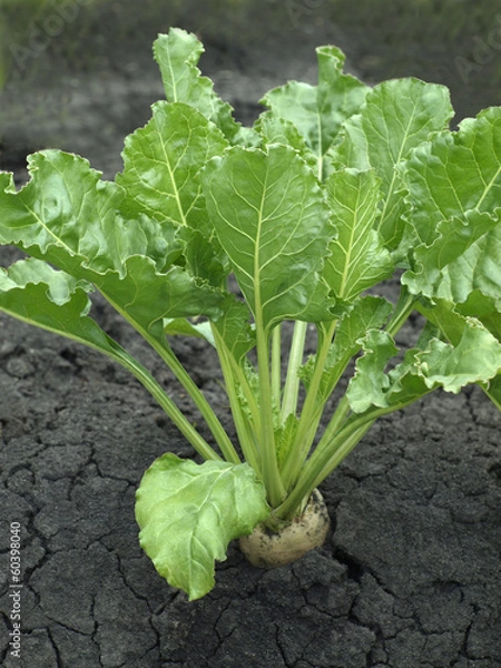 Obraz sugar beet