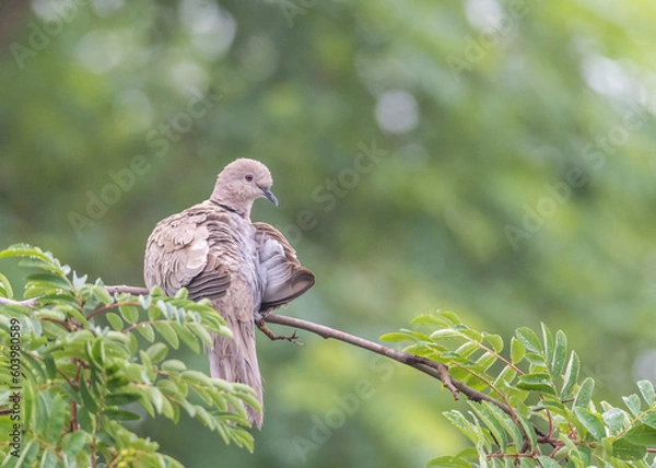 Fototapeta turkish turtle dove sitting on a branch