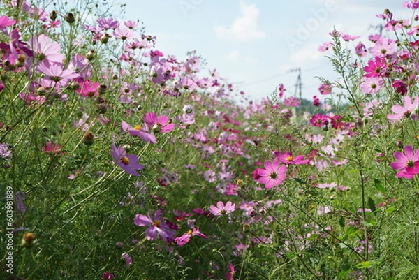 Obraz 秋の晴れた日に咲いたたくさんのコスモス