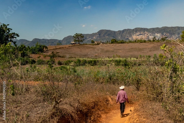 Obraz The solitary peasant in the Mogotes Valley in Vinales, Cuba.