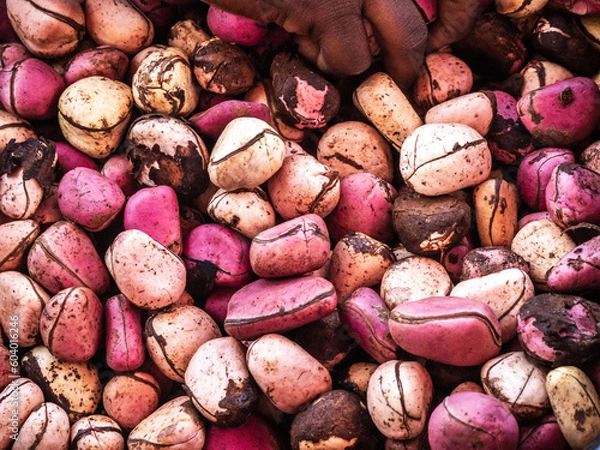 Fototapeta Cola nuts texture