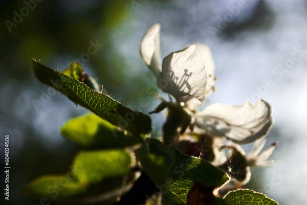 Obraz Flower in the light