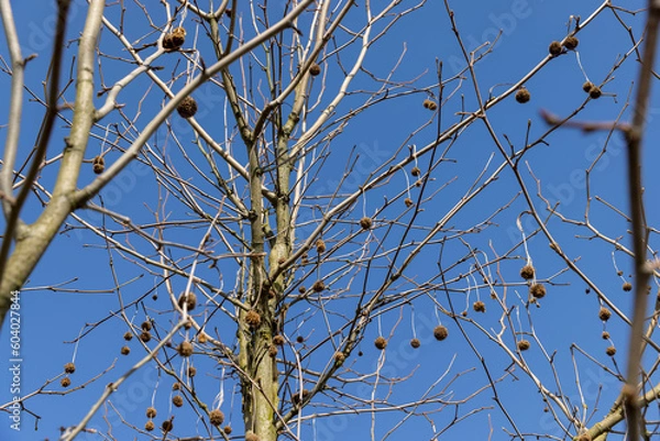 Fototapeta sycamore tree in sunny weather in early spring