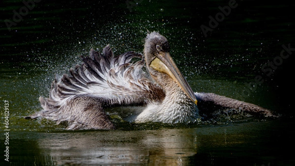 Obraz Pélican Frisé