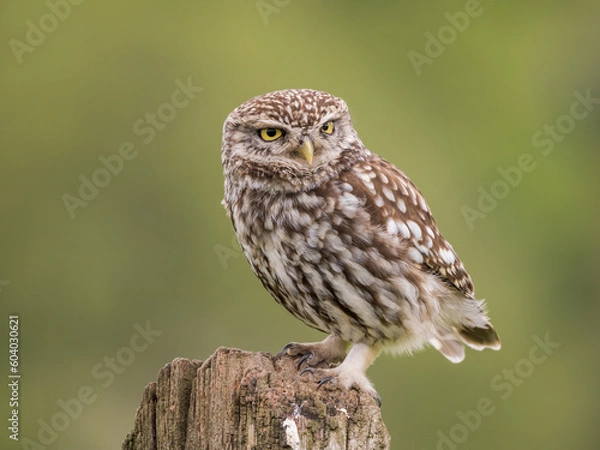 Obraz little owl portrait
