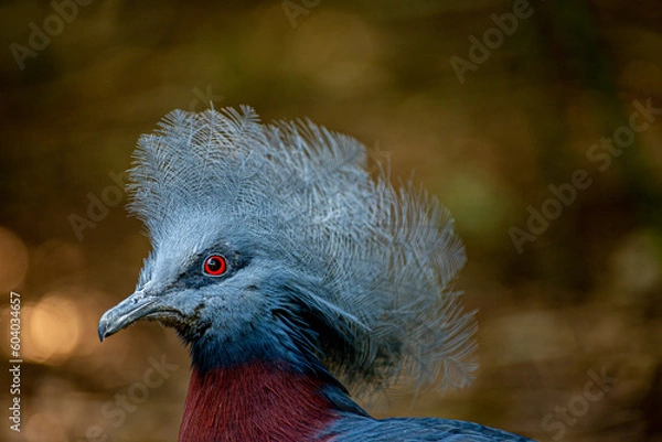 Obraz Goura de Victoria
